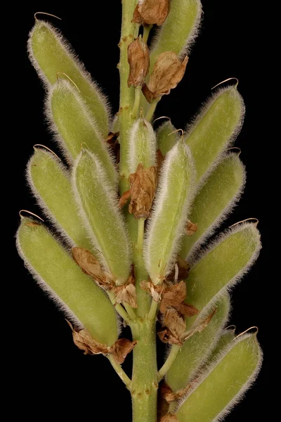Сад Люпена Lupinus Polyphyllus Незрелая Неплодородность — стоковое фото