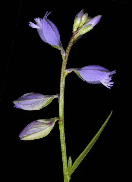 Yaygın Milkwort (Polygala vulgaris). Enfeksiyon. Yakın çekim.