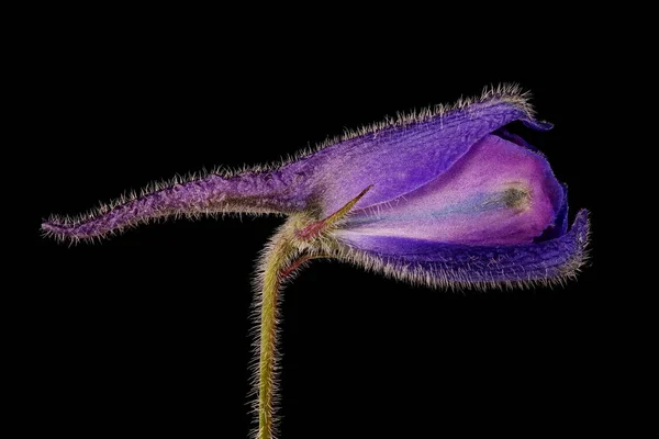 Delphinium Delphinium Cultorum Floral Bud Closeup — Stock Photo, Image
