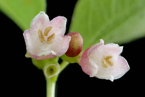 Снігова Ягода Symphoricarpos Albus Суцвіття Крупним Планом — стокове фото