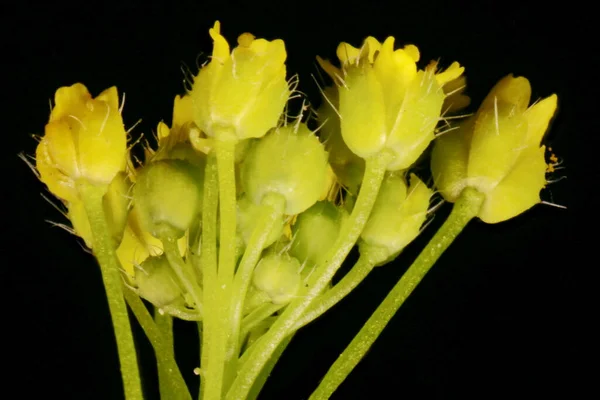 Wood Whitlowgrass Draba Nemorosa Inflorescence Closeup — Stock Photo, Image