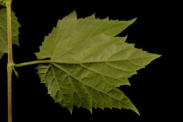 Riverbank Grape Vitis Riparia Primeros Planos Hoja — Foto de Stock