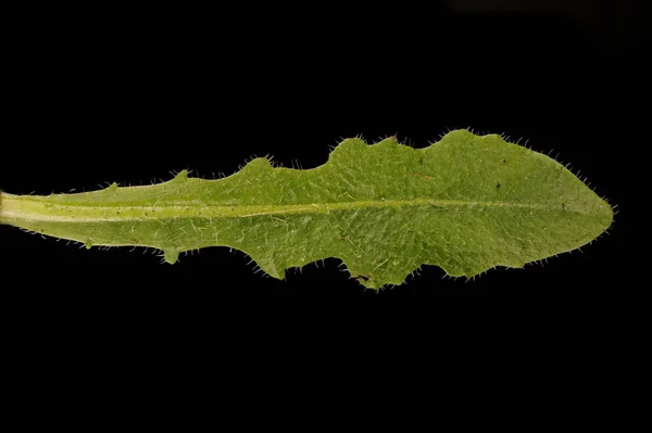 Macskafül Hypochaeris Radicata Levél Közelkép — Stock Fotó