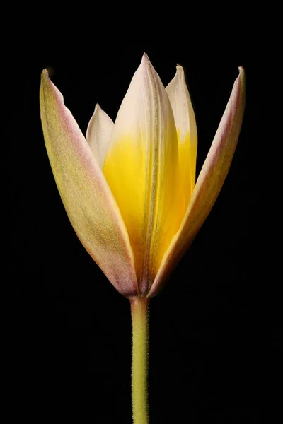 Late Tulip Tulipa Urumiensis Flower Closeup — Stock Photo, Image