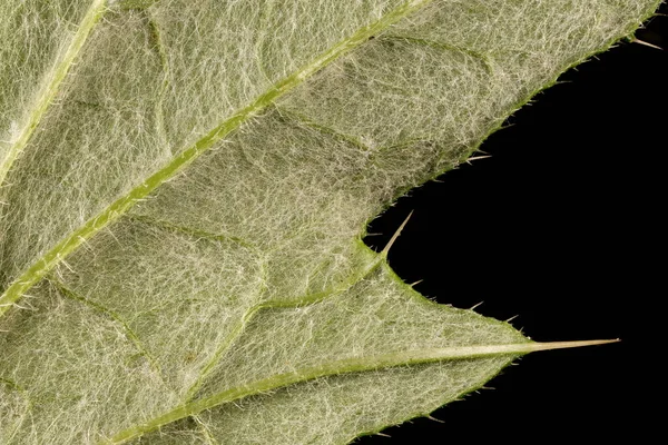 Spear Thistle Cirsium Vulgare Leaf Detail Closeup — Stock Photo, Image