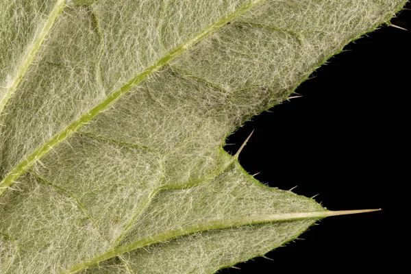 Cardo Lança Cirsium Vulgare Detalhe Folha Fechar — Fotografia de Stock