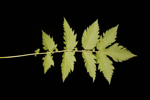 Meadowsweet Filipendula Ulmaria Zbliżenie Liści — Zdjęcie stockowe