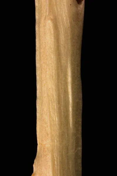 Salgueiro Cinzento Salix Cinerea Decorticated Twig Closeup — Fotografia de Stock
