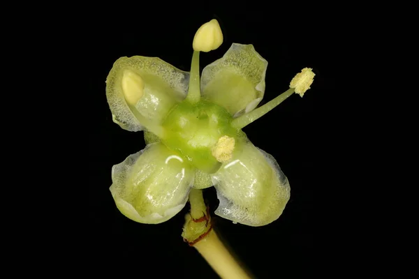 Fortune Apos Spindel Euonymus Fortunei Blume Nahaufnahme — Stockfoto