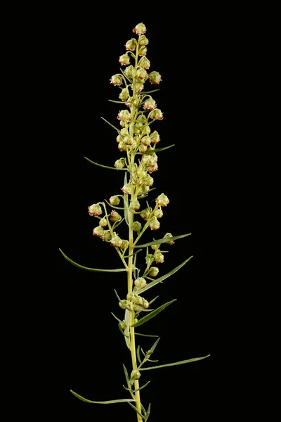 Таррагон Artemisia Dracunculus Инфляция Ускорилась — стоковое фото