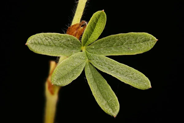 Cinquefoil Arbustivo Dasiphora Fruticosa Closeup Folha — Fotografia de Stock