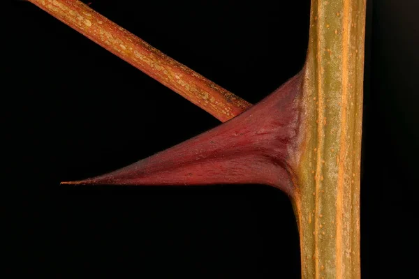 Falsche Akazie Robinia Pseudoacacacia Stacheln Großaufnahme — Stockfoto