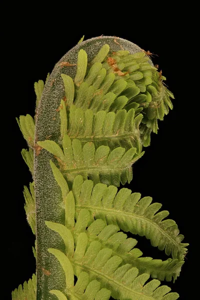 Ostrich Fern Matteuccia Struthiopteris Fiddlehead Closeup — Stock Photo, Image