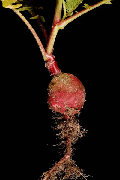 Garden Radish Raphanus Raphanistrum Subsp Sativus Root Closeup — Stock Photo, Image