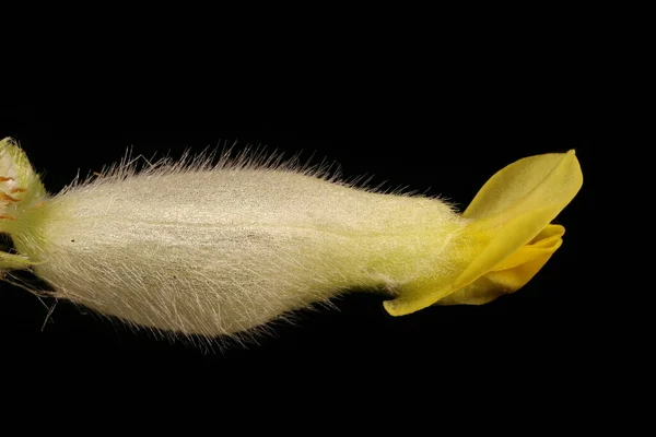 Kidney Vetch Anthyllis Vulneraria Flower Closeup — Stock Photo, Image