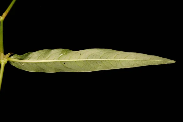 Redshank Persicaria Maculosa 葉の閉まり — ストック写真