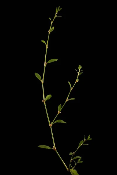 Knoopgras Polygonum Aviculare Gewoonte — Stockfoto