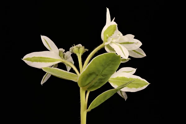 Beyaz Marjinli Spurge Euphorbia Marginata Enfeksiyon Yakın Çekim — Stok fotoğraf