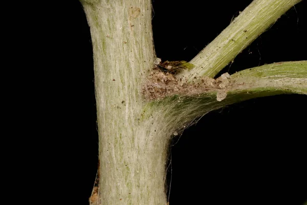 Marsh Cudweed Fabhalium Uliginosum Стволовая Клетка — стоковое фото