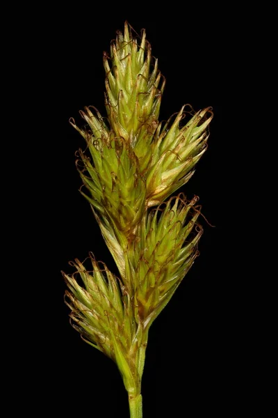Sedge Ovale Carex Leporina Inflorescence Gros Plan — Photo