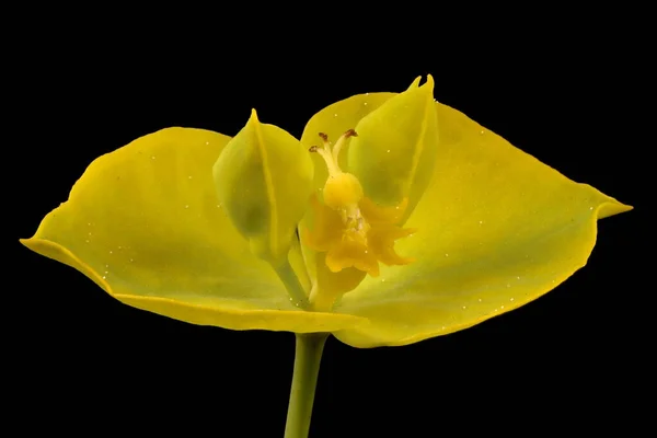 Yaprak Temizleme Euphorbia Virgata Cyathia Kapanış — Stok fotoğraf