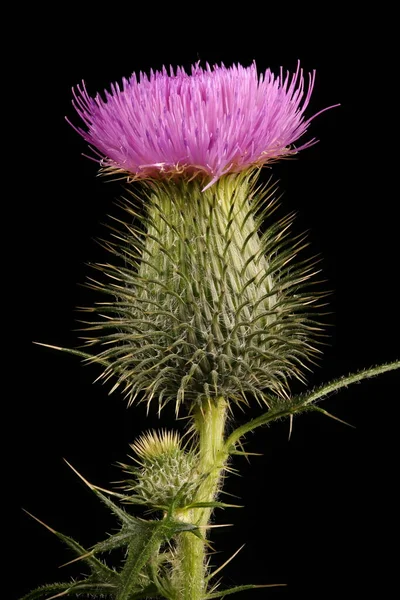 Lándzsa Bogáncs Cirsium Vulgare Capitulum Közelkép — Stock Fotó