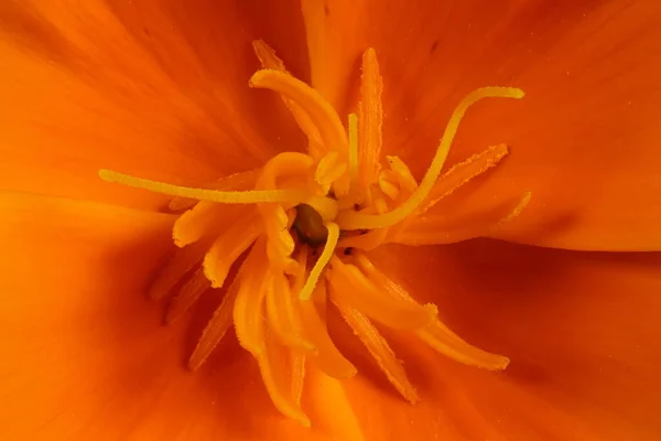 California Poppy Escholzia Calizina Pistil Stamens Kapanış — Stok fotoğraf