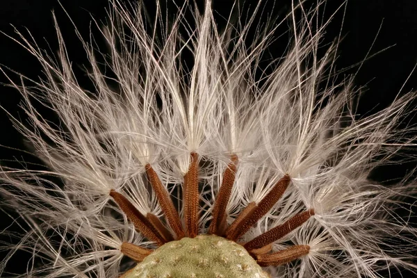 Düz Dikenli (Sonchus oleraceus). Achenes Yakın Çekim