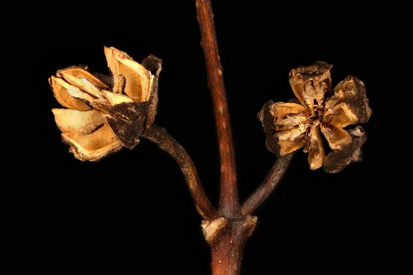Scheinorange Philadelphus Coronarius Fruchtbarkeit Detail Nahaufnahme — Stockfoto
