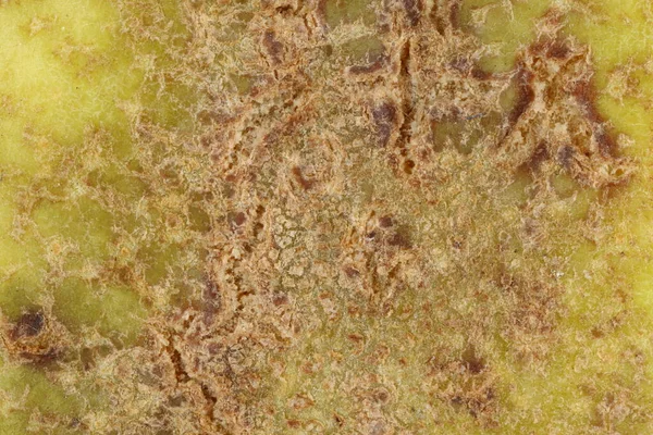 Pear Pyrus Communis Fruit Detail Closeup — Stock Photo, Image