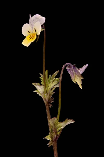 Pansy Selvatico Viola Tricolor Abitudine — Foto Stock