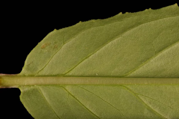 Marsh Willowherb Epilobium Palustre Blad Detalj Närbild — Stockfoto