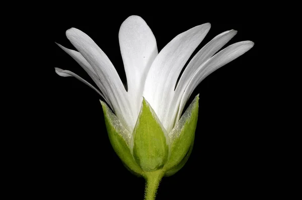 Dziurawiec Zwyczajny Stellaria Holostea Kwiat Zbliżenie — Zdjęcie stockowe