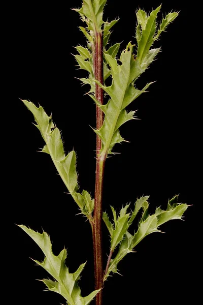 Kruipdistel Cirsium Arvense Stoom Bladeren Close — Stockfoto