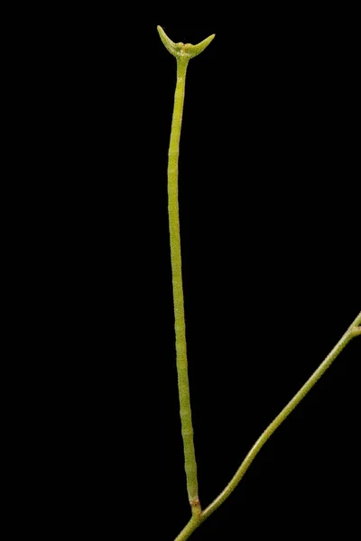 Night Scented Stock Matthiola Longipetala Fruit Closeup — Stock Photo, Image