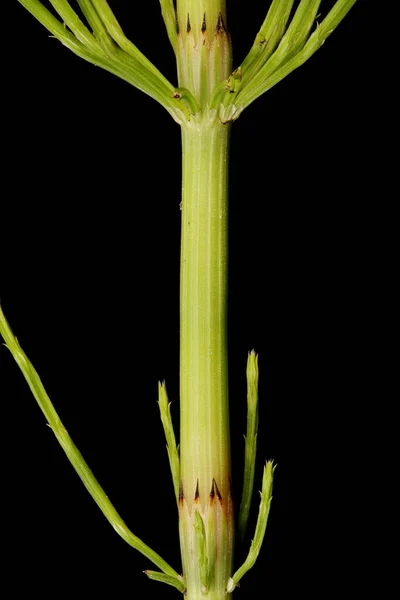 Fila Caballo Campo Equisetum Arvense Disparo Vegetativo Detalle Primer Plano — Foto de Stock