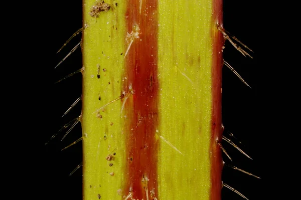 Ortica Canapa Fiore Grande Galeopsis Speciosa Primo Piano Del Gambo — Foto Stock