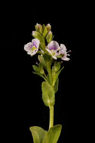 Thyme Leaved Speedwell Veronica Serpyllifolia 폐쇄적 — 스톡 사진