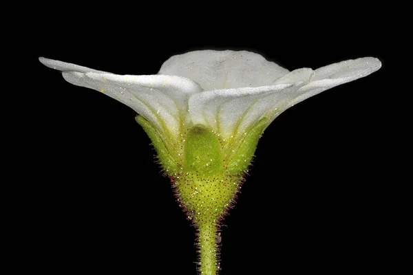 Tufted Saxifrage Saxifraga Cespitosa Flower Closeup — Stock Photo, Image