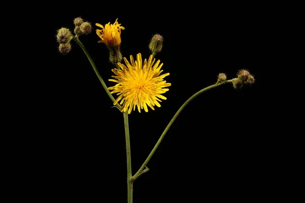 Perennial Sow Thistle Sonchus Arvensis Inflorescence Closeup — Stock Photo, Image