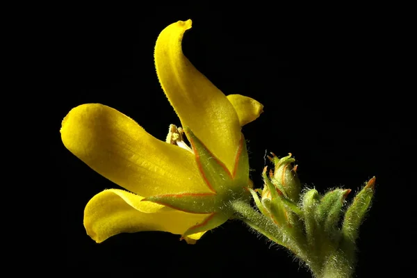 Żółta Loosestrife Lysimachia Vulgaris Kwiat Zbliżenie — Zdjęcie stockowe
