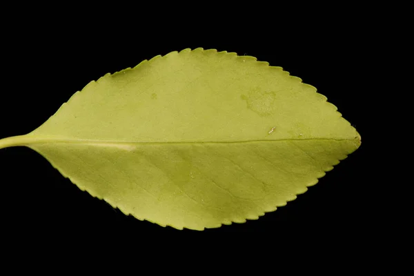 Fortune Apos Spindle Euonymus Fortunei Closeup Folha — Fotografia de Stock