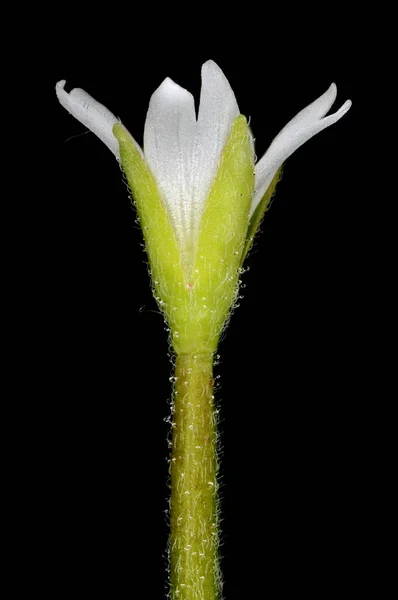 Marsh Willowherb Epilobium Palustre Blomma Närbild — Stockfoto