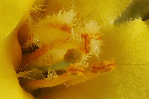 Wielki Mullein Verbascum Thapsus Pistil Stamens Zbliżenie — Zdjęcie stockowe