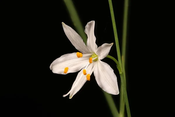 Branched Bernard Apos Lily Anthericum Ramosum Primer Plano Flor —  Fotos de Stock