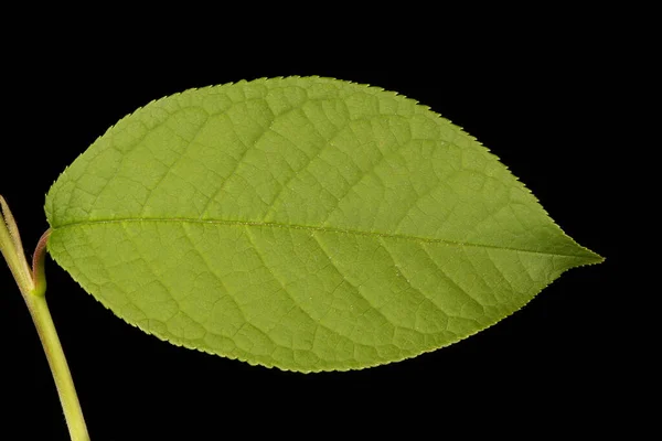 Bird Cherry Prunus Padus Leaf Closeup — Stock Photo, Image