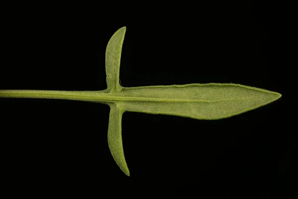 Sソレル Rumex Acetosella 葉の閉まり — ストック写真
