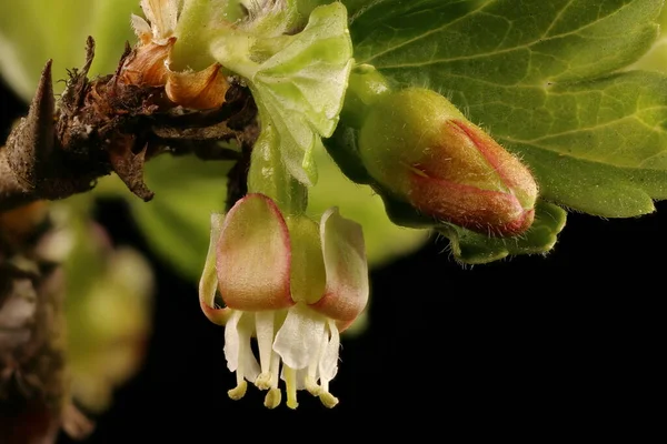 Krusbär Ribes Uva Crispa Blomma Närbild — Stockfoto