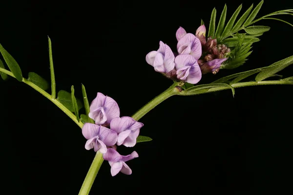 Bush Vetch Vicia Sepium Inflorescence Closeup — Stock Photo, Image