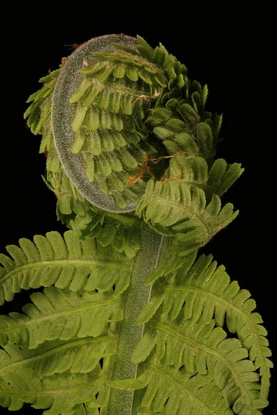 Straußenfarn Matteuccia Struthiopteris Fiddlehead Nahaufnahme — Stockfoto